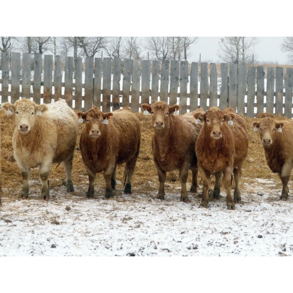 Valley Choice Land & Cattle Co. - 46 November Delivery Charolais X 2nd Calvers (Moosomin, SK)