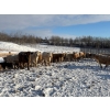 Image 6 : Box Anchor Farms - 930# March Delivery Weaned Heifers - 190 Head (Dewberry, AB)