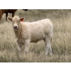 Image 2 : Jean Lamson - 575# October Delivery Heifer Calves - 100 Head (Hanna, AB)
