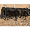 Image 2 : W. A. Ranches at the U of C - 550# November Delivery Steer Calves - 200 Head (Cochrane, AB) VBP+