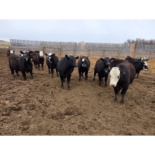 Bircham Ranch - 860# April/May Delivery Steers - 72 Head (Piapot, SK)