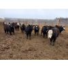 Image 1 : Bircham Ranch - 860# April/May Delivery Steers - 72 Head (Piapot, SK)