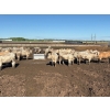 Image 2 : 6U Cattle Company - 1010# June Delivery Steers - 62 Head (Manning, AB) VBP+