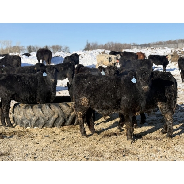 Richards Family Farms & Livestock Ltd. - 540# March Delivery Steers - 110 Head (Bangor, SK) VBP+