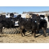 Image 1 : Richards Family Farms & Livestock Ltd. - 540# March Delivery Steers - 110 Head (Bangor, SK) VBP+