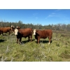 Image 4 : Ian & Heather Marr - 1075# August Delivery Grass Steers - 114 Head (Marwayne, AB)