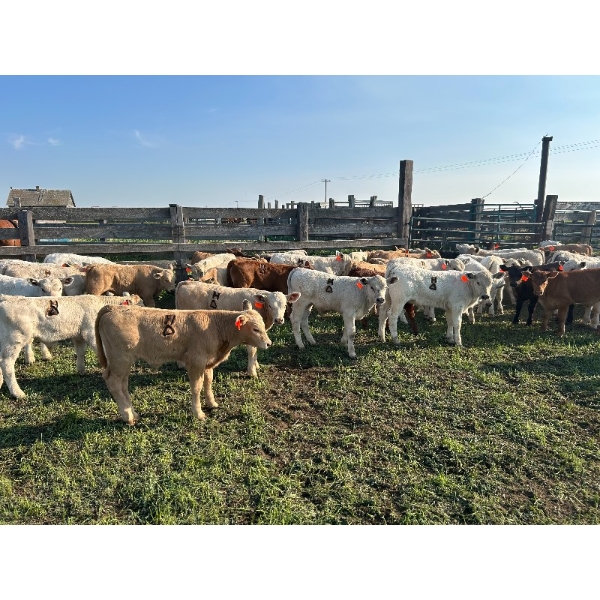 Hiebert Ranches - 620# October Delivery Steer Calves - 170 Head (Gem, AB)