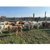 66  Hiebert Ranches  620 October Delivery Steer Calves  170 Head (Gem, AB)