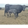 Image 10 : Malarky Farms - 36 Black/Black X Cow/Calf Pairs (Newdale, MB)