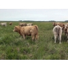 Image 2 : Craig & Lenore Brown Farms Ltd. - 950# September Delivery Grass Heifers - 65 Head (Moosehorn, MB)