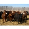 Image 2 : CV Bar Farms Ltd. - 950# April/May Delivery Steers - 180 Head (Scandia, AB)