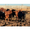 Image 2 : Justin Tateson - 950# February Delivery Steers - 65 Head (Scandia, AB)