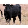 Image 8 : Kyle Torkelson - 25 Black Angus April/May Calving Bred Heifers (Millicent, AB)