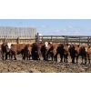 Image 6 : Cattlewood Farms Ltd. - 675# May Delivery Heifers - 85 Head (Swalwell, AB)