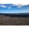 Image 2 : Block's Ranching Ltd. - 800# November Grass Heifers - 77 Head (Abbey, SK)