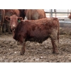 Image 3 : Barfus Farms - 865# December Delivery Weaned Steers - 205 Head (Hill Spring, AB)