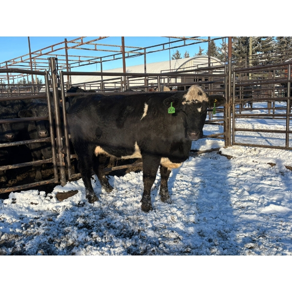 Crooked Creek Ranch - 1 Second Calver (Pen 413) *Later Calving*