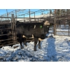 Image 1 : Crooked Creek Ranch - 1 Second Calver (Pen 413) *Later Calving*