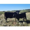 Image 2 : Jay & Laura Biggs  - 675# October Delivery Steer Calves - 65 Head (Elnora, AB)