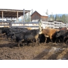 Image 7 : Fridlington Family Farms - 700# March Delivery Heifers - 88 Head (Kersley, BC)