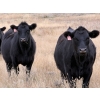 Image 2 : Kyle Torkelson - 25 Black Angus April/May Calving Bred Heifers (Millicent, AB)