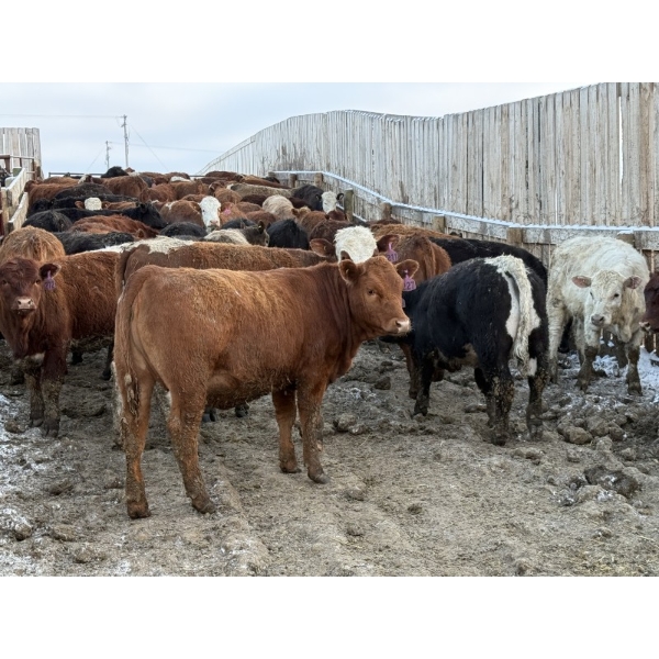 Bill Snyder - 650# March Delivery Heifers - 67 Head (Rimbey, AB)