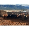 Image 5 : Guichon Creek Ranch - 725# March Delivery Steers - 70 Head (Westwold, BC)