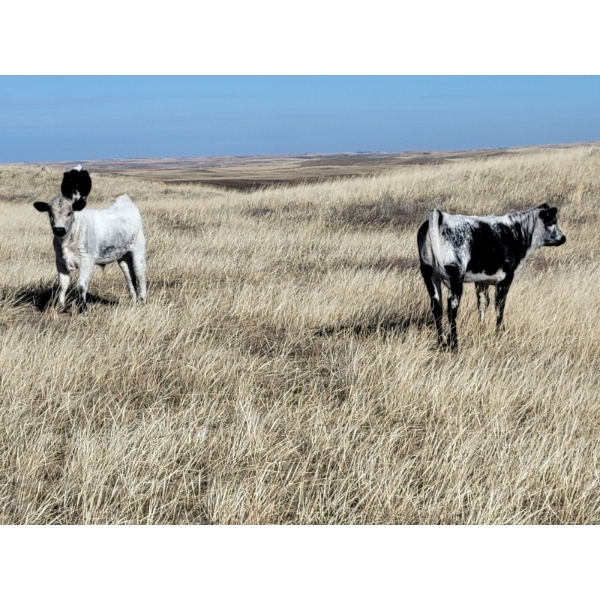 Chance & Grace Peters - 490# Oct/Nov Heifer Calves - 30 Head (Tompkins, SK)
