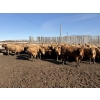 Image 4 : Williamson Farms - 1025# April Delivery Heifers - 291 Head (Bow City, AB)