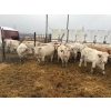 Image 2 : Travis Johannesson - 880# November Delivery Weaned Steers - 70 Head (Anola, MB)
