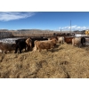Image 9 : Lowe Ranches - 614# March Delivery Steers - 25 Head (Nanton, AB)