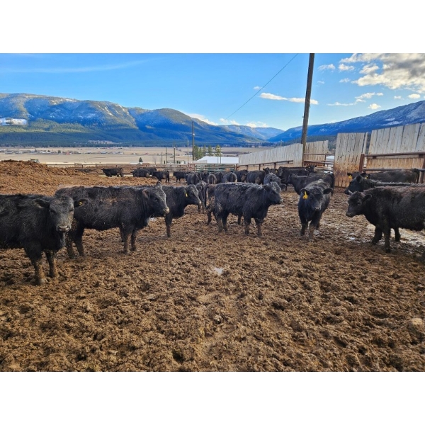 Westwold View Farms - 720# March Delivery Heifers - 175 Head (Westwold, BC)