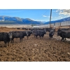 Image 1 : Westwold View Farms - 720# March Delivery Heifers - 175 Head (Westwold, BC)