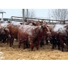 Image 3 : Eastligt Farms - 44 February Red Bred Heifers (Jarvie, AB)