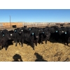 Image 8 : East Wind Farms - 950# February Delivery Steers - 75 Head (High River, AB)