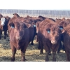 Image 2 : Knievel Farms - 825# March Delivery Steers - 70 Head (Trochu, AB)