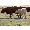 Image 8 : Ernie, Kathy & Kyle Lee - 600# October Delivery Steer Calves - 80 Head (Hanna, AB)