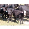 Image 7 : L & J Ranch - 640# October Delivery Steer Calves - 58 Head (Harptree, SK)