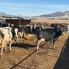 Image 1 : Idaho Dairies/Ranches - 30 Cows (Burley, ID)
