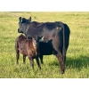 Image 6 : Bruce & Heather Clayton - 600# December Delivery Steer Calves - 100 Head (Strathmore, AB)