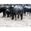 Image 8 : Bill Devos - 725# February Delivery Steers - 80 Head (Fork River, MB)