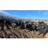 Image 4 : GDS Enterprises Ltd. - 890# February Delivery Steers - 120 Head (Burstall, SK)