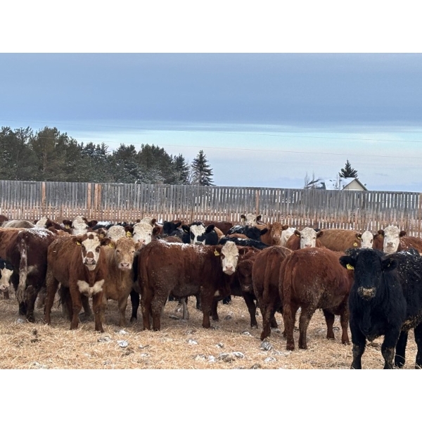 Hines Ranching - 850# Dec/Jan Delivery Yearling Heifers - 72 Head (Marwayne, AB)