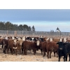 Image 1 : Hines Ranching - 850# Dec/Jan Delivery Yearling Heifers - 72 Head (Marwayne, AB)