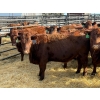 Image 2 : Fox Cattle Co. - 9 Bred Heifers (Pen 441A)