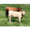 Image 6 : MacMillan Farming Co. - 535# July Delivery Heifer Calves - 180 Head (Cayley, AB) VBP+