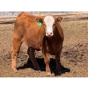 Image 9 : PSV Farms Ltd. - 880# May Delivery Heifers - 58 Head (Enchant, AB)