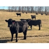 Image 13 : Terry Hines Livestock - 40 Black/BBF Angus X March/April Calving Bred Heifers (Marwayne, AB)