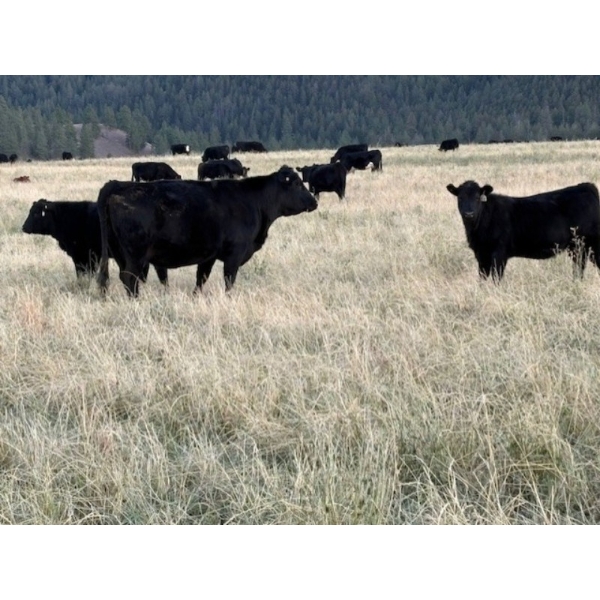 Clemitson Ranch - 575# November Delivery Heifer Calves - 50 Head (Westwold, BC)