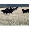 Image 1 : Clemitson Ranch - 575# November Delivery Heifer Calves - 50 Head (Westwold, BC)